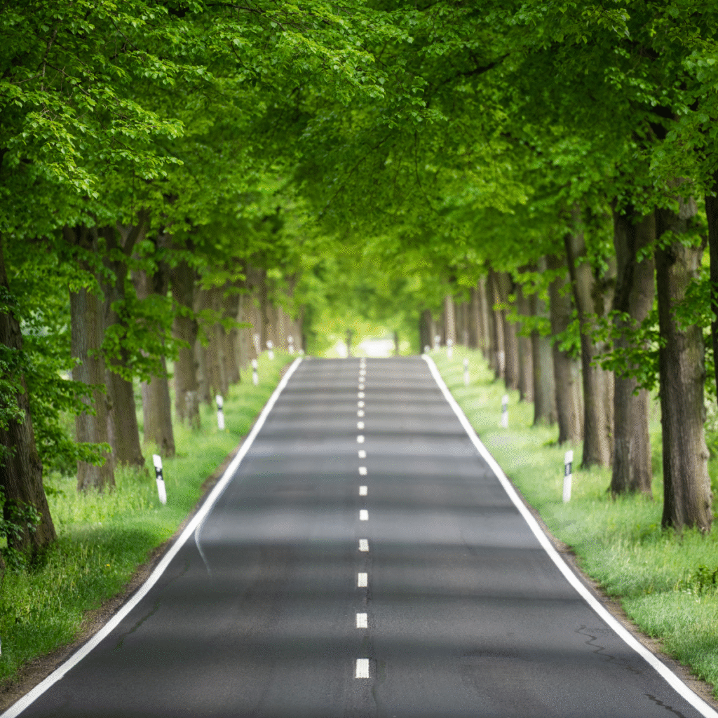 The image shows a treelined grey tarmac road going into the distance.