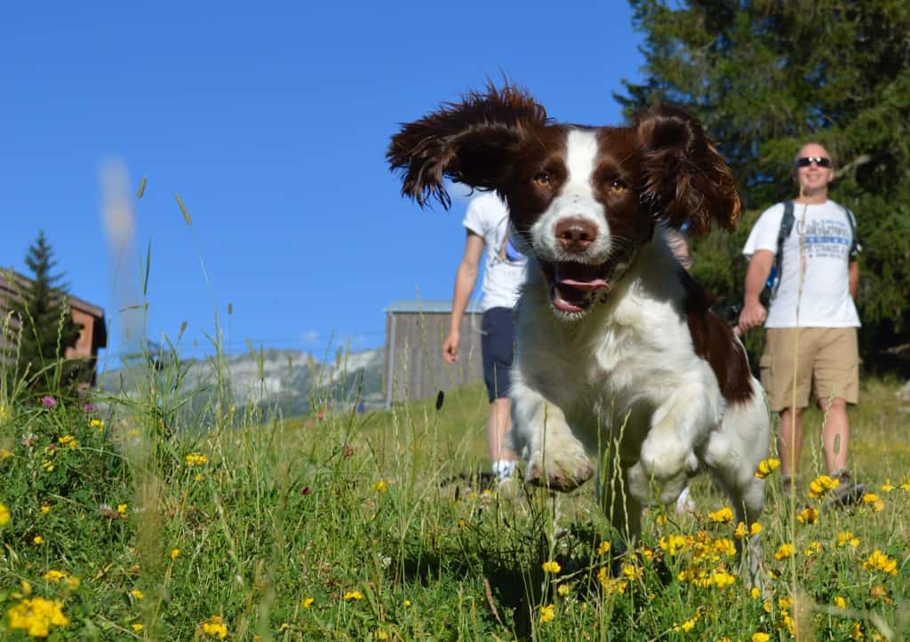 dog friendly holidays to France