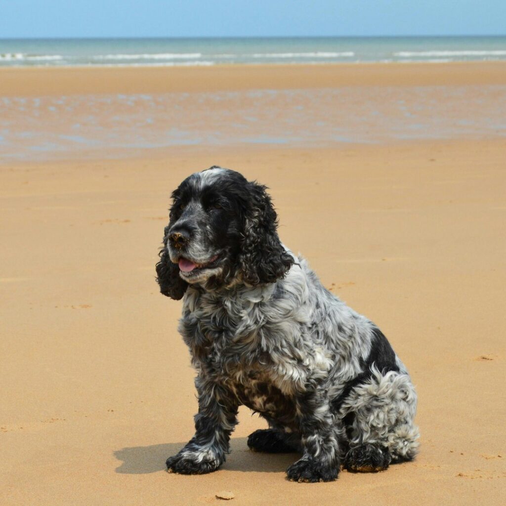 The image shows a black and white spaniel sitting on a beach with the sea in the distance.